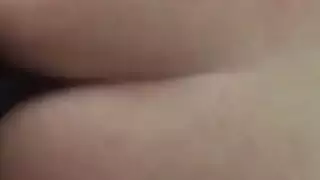 الحمار العربي الكبير