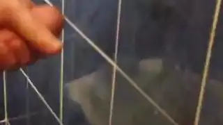 شاعر تركي كبير