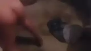 عربي مصري